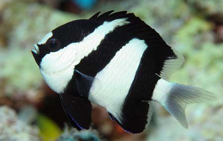 DASCYLLUS ARUANUS